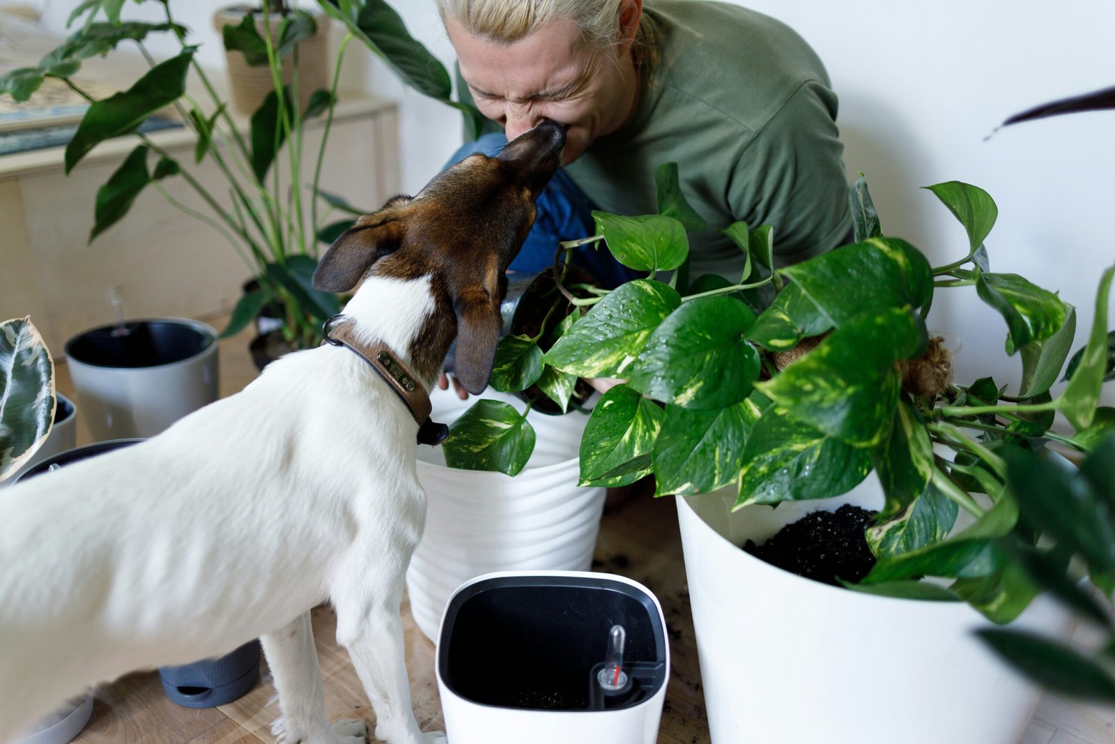 Pet Supplies Dropshipping