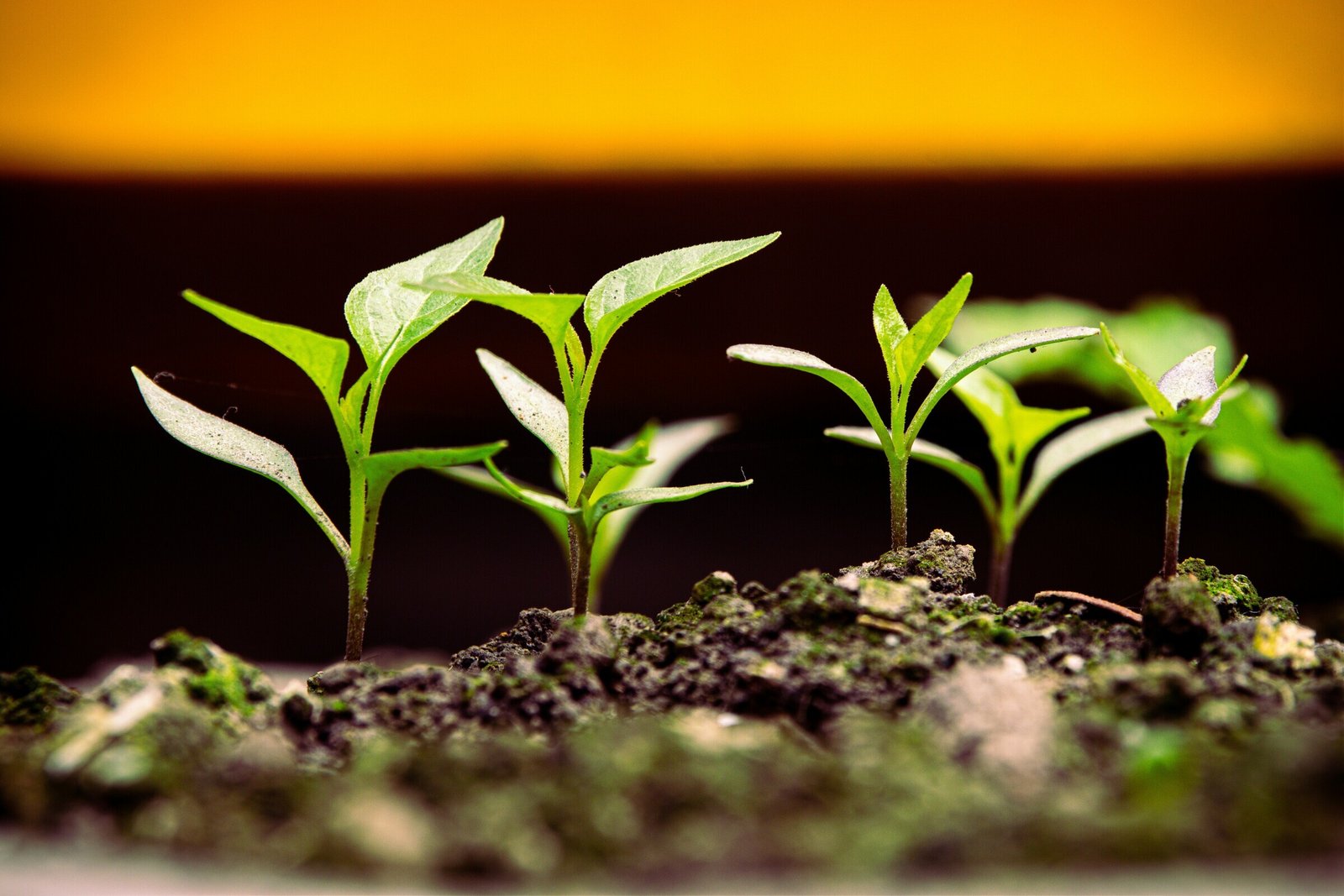  Understanding Sustainability in Business