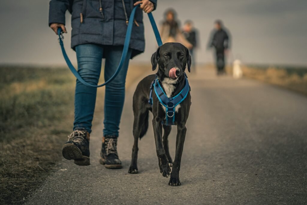 Dog Walking for Senior Dogs