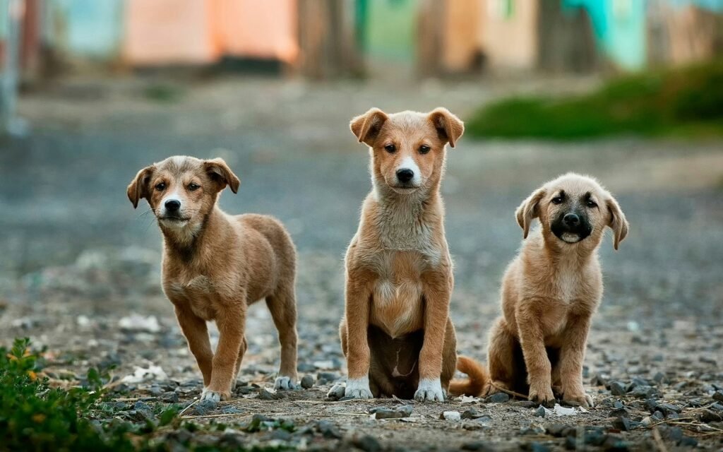Dog Walking for Specific Breeds