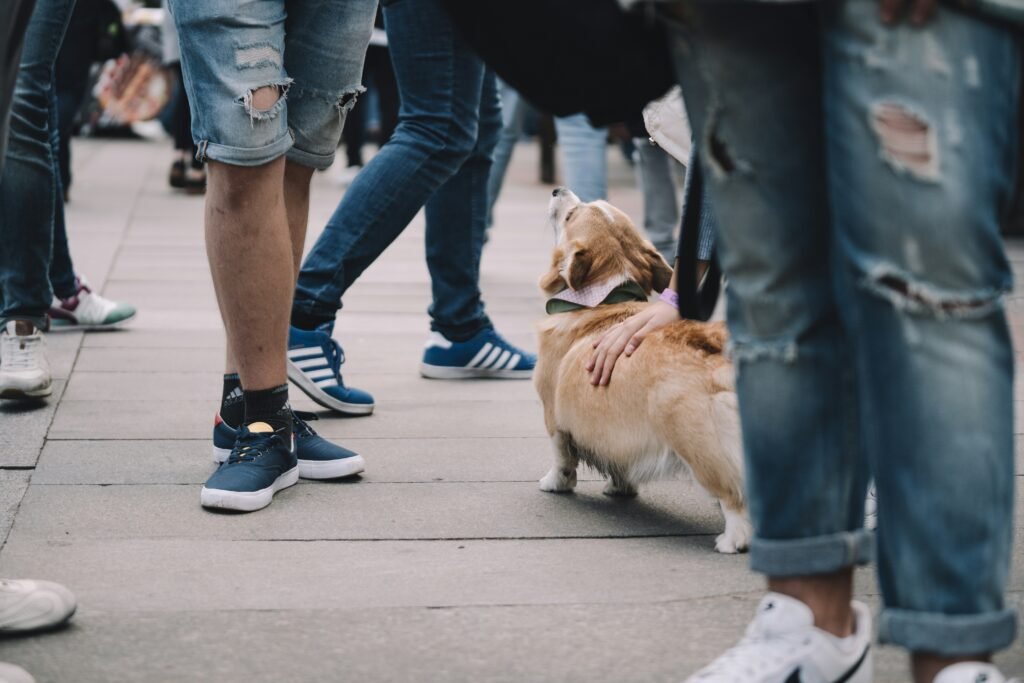 Group Dog Walking Adventures