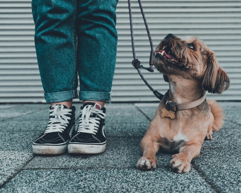 Chapter 1: Introduction to the Luxe Pet Retreat