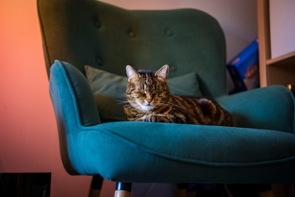 Luxury Pet Sitting Services