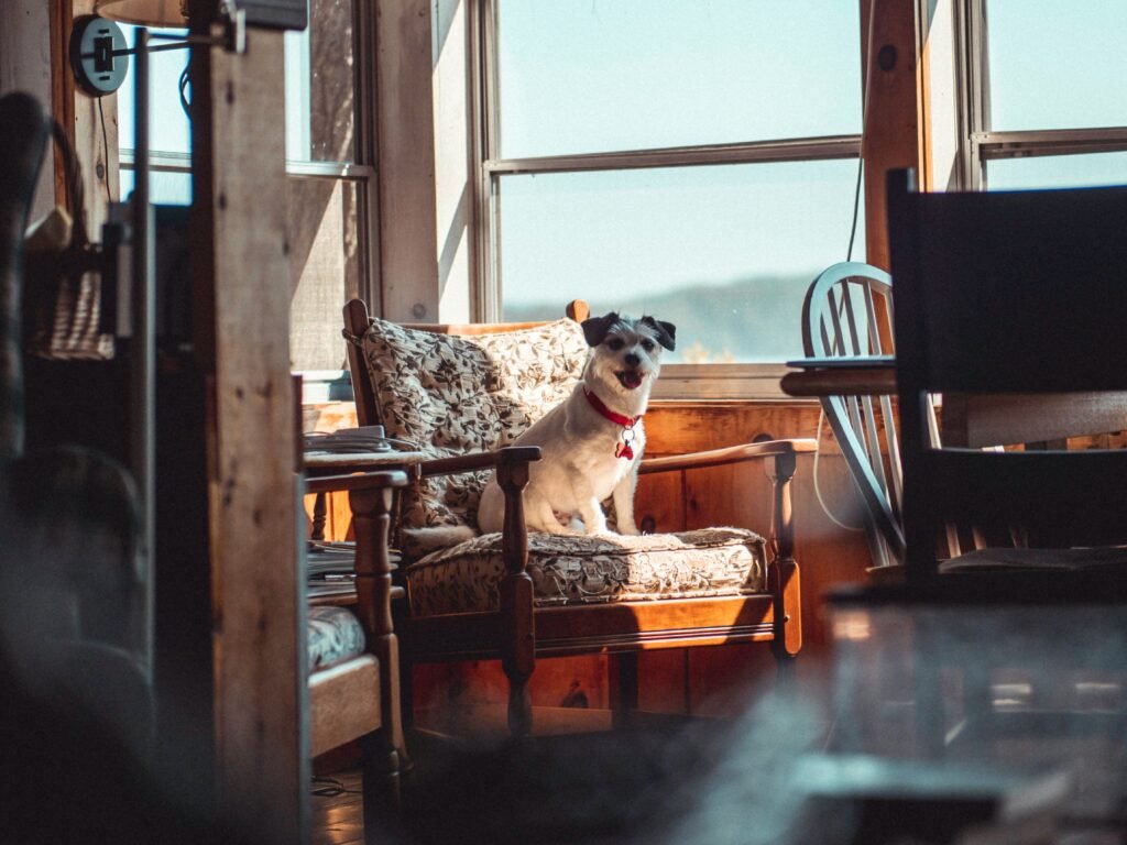 Overnight Pet Care Services