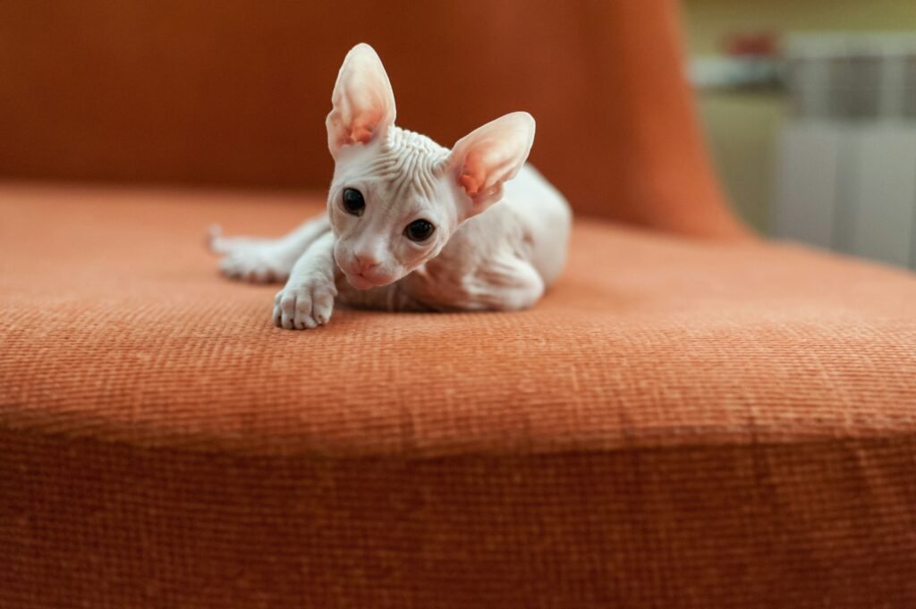 Pet Sitting for Exotic Animals