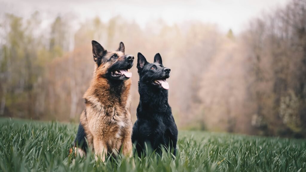 Pet Sitting for Special Needs Animals