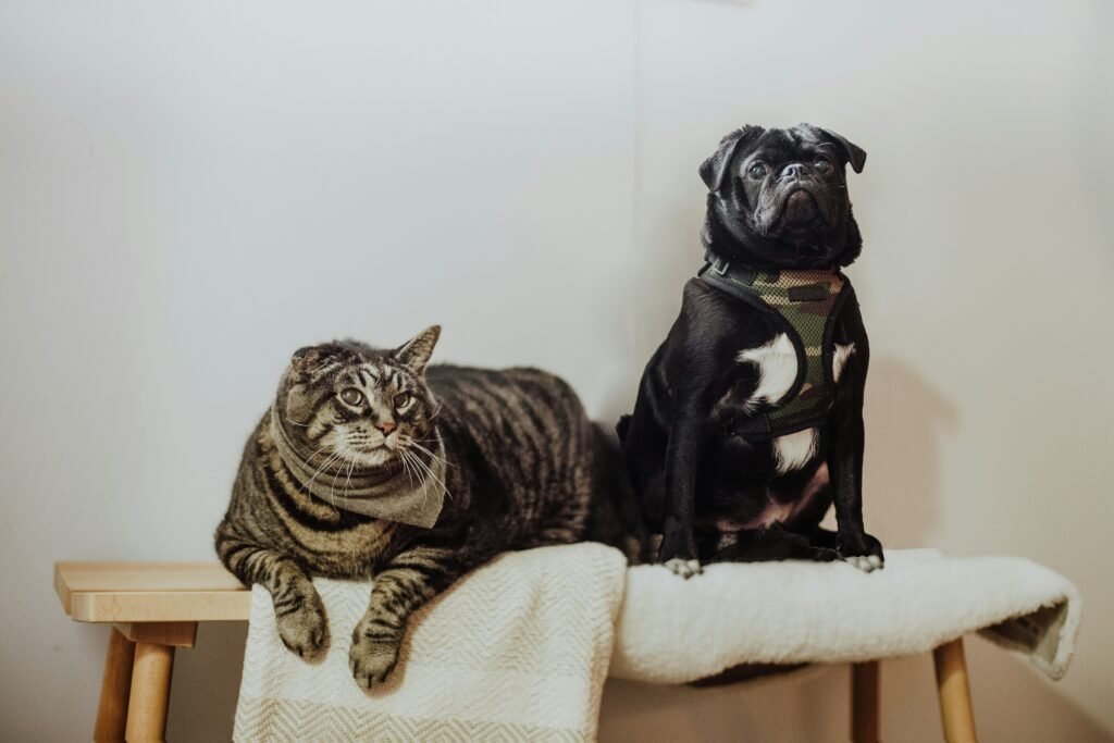Setting Up Your Pet Sitting Business